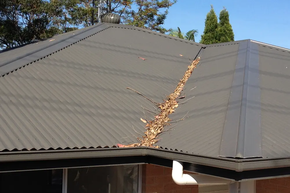 Leaf litter held on gutter mesh where two roof planes meet